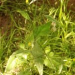 Lapsane commune_1131