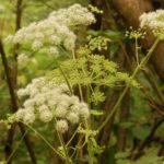 Angélique des bois_1127