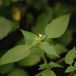 Galéopsis douteux_1133