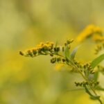 Verge d&rsquo;or du Canada_1137