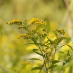 Verge d&rsquo;or du Canada_1138