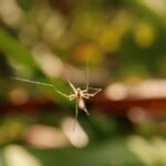 Tétragnathe étirée_1150