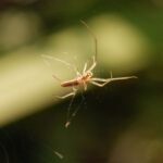 Tétragnathe étirée_1151