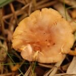 Gymnopile pénétrant_1182