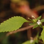 Lycope d&rsquo;Europe (ou chanvre d&rsquo;eau)_1186