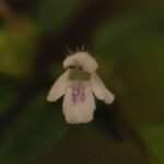 Lycope d&rsquo;Europe (ou chanvre d&rsquo;eau)_1187