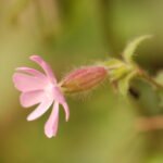 Compagnon rouge_1166