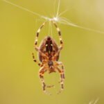 Epeire diadème_1179