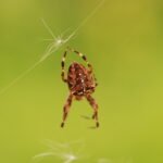 Epeire diadème_1180