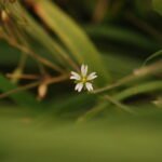 Stellaire holostée_1173