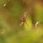 Epeire diadème_1181