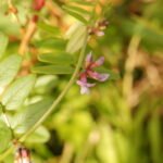 Vesce des haies_1177