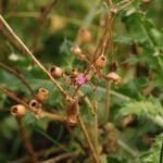 Compagnon rouge_1167