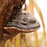 Ganoderme aplani_1237