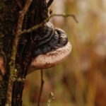 Ganoderme aplani_1238