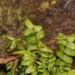 Ache faux cresson_1239