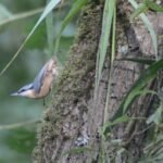 Sittelle torchepot_852