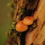 Collybie à pied velouté_1240