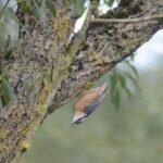 Sittelle torchepot_853