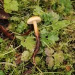 Collybie à pied velouté_1241