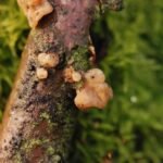 Trémelle mésentérique_1244