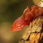 Oreille de Judas_1236