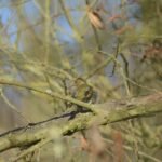 Pinson des arbres_937