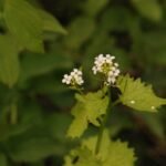 Alliaire officinale_1312