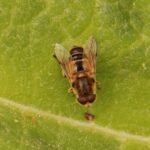 Eristale des arbustes_1314