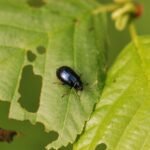 Galéruque de l&rsquo;aulne_1315