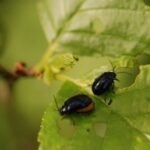 Galéruque de l&rsquo;aulne_1316