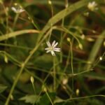 Stellaire des marais_1336