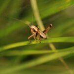 Decticelle cendrée_1348