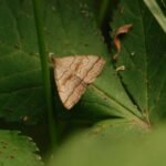 Herminie des ronces_1338