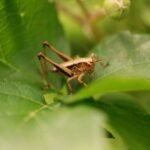 Decticelle cendrée_1349