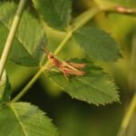 Criquet des pâtures_1351