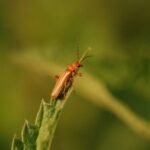 Cantharis rufa_1339