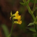 Lotier corniculé_1335