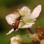 Lepture à suture noire_1341