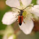 Lepture à suture noire_1342