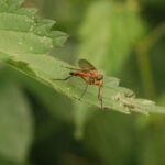 Leptis pointillé_1352