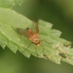 Leptis pointillé_1353