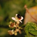 Bourdon des pierres_1343