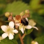 Bourdon des pierres_1345