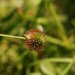 Benoîte commune_1381