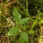 Circée de Paris_1384