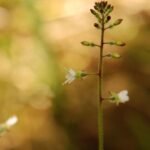 Circée de Paris_1385
