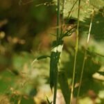 Campanule étalée_1389