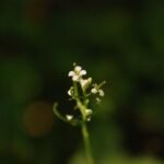 Alliaire officinale_1391