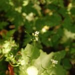 Alliaire officinale_1393